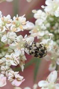 Anthrenus verbasci