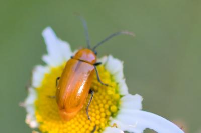 Exosoma lusitanicum