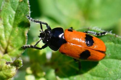 Clytra laeviuscula