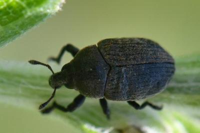 Larinus obtusus