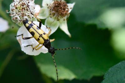 Rutpela maculata
