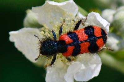Trichodes alvearius