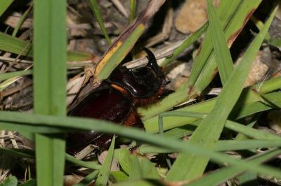 Oryctes nasicornis