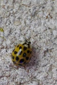 Harmonia axyridis