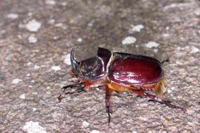 Oryctes nasicornis