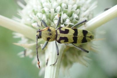 Chlorophorus varius