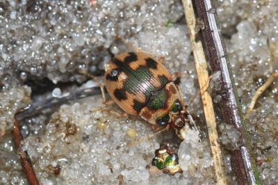 Omophron limbatum