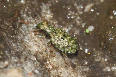 Elaphrus riparius