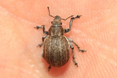 Philopedon plagiatum