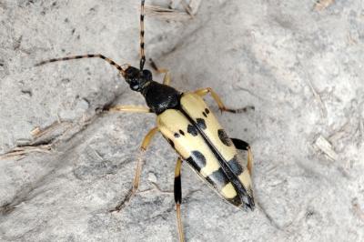 Rutpela maculata