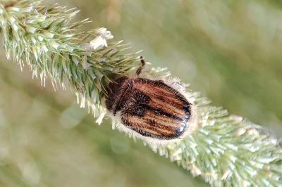 Anisoplia villosa