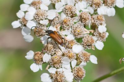 Pseudovadonia livida