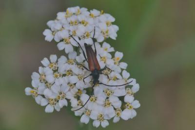 Stenurella melanura