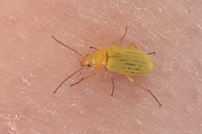 Cteniopus sulphureus