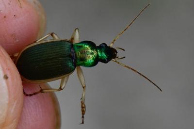 Chlaenius velutinus
