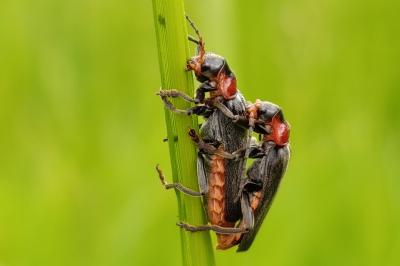 Cantharis fusca