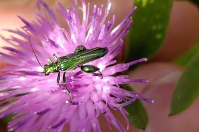 Oedemera nobilis