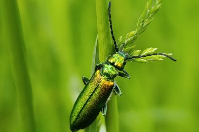 Lytta vesicatoria