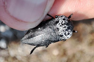 Capnodis tenebrionis