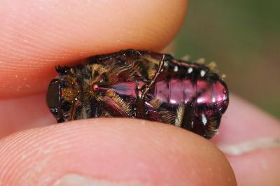 Cetonia aurata