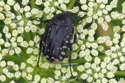 Oxythyrea funesta
