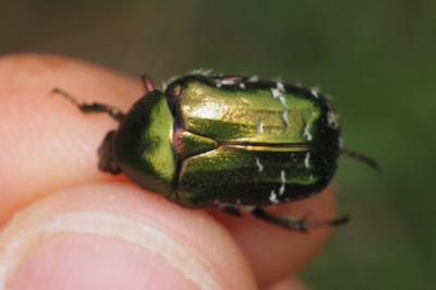 Cetonia aurata