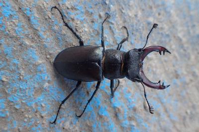 Lucanus cervus
