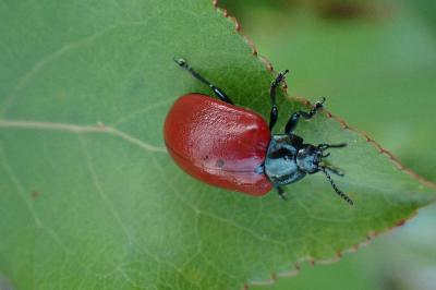 Chrysomela populi