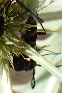 Chlorophorus trifasciatus