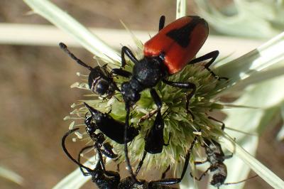 Stictoleptura cordigera