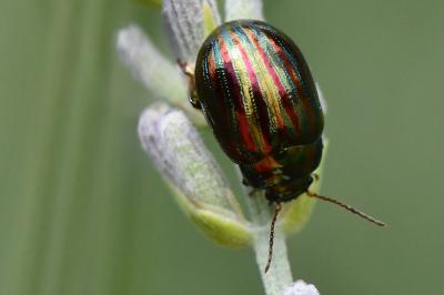 Chrysolina americana