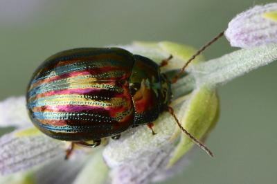 Chrysolina americana