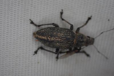 Brachyderes lusitanicus