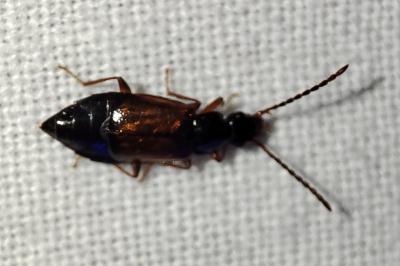 Anthophagus