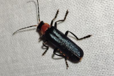 Ancistronycha abdominalis