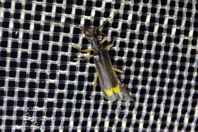 Malthodes