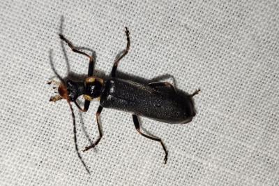 Podabrus alpinus