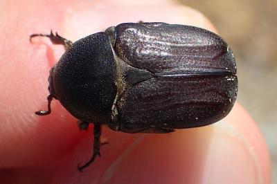 Netocia oblonga