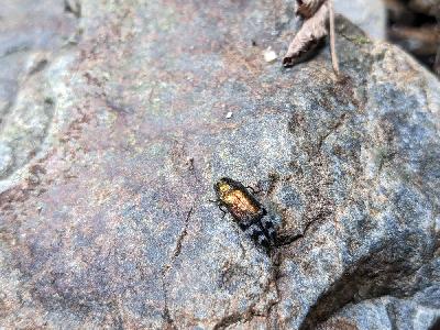 Coraebus fasciatus