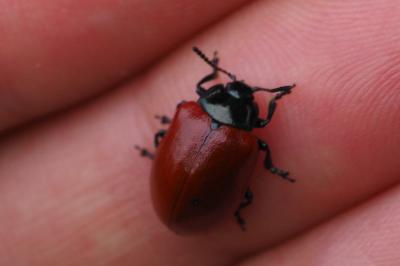 Chrysomela populi