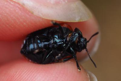 Chrysomela populi
