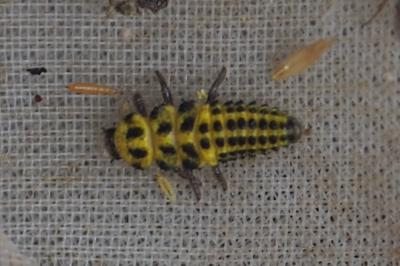 Psyllobora vigintiduopunctata
