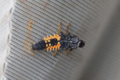 Harmonia axyridis