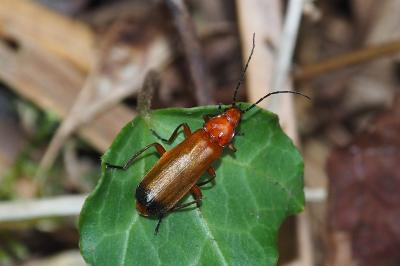 Rhagonycha fulva
