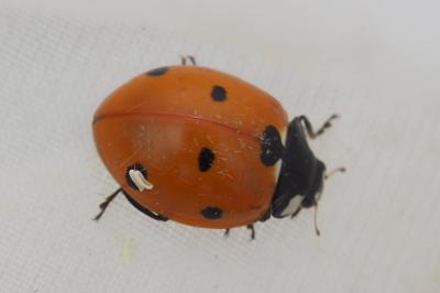 Coccinella septempunctata
