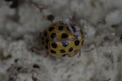Psyllobora vigintiduopunctata