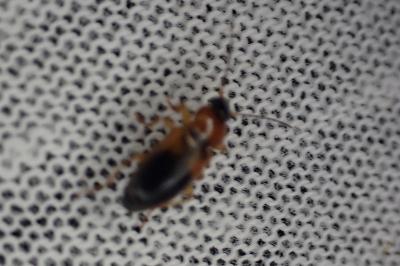 Stenolophus teutonus