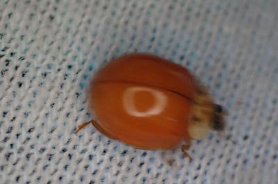 Harmonia axyridis