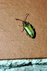 Xanthogaleruca luteola