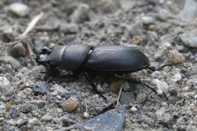 Dorcus parallelipipedus